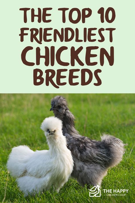 Wondering what are the friendliest chicken breeds. In this article we share the top 10 and information about each one. Chicken Breeds For Eggs, Pet Chickens Breeds, Different Breeds Of Chickens, Bantam Chicken Breeds, Chicken Enclosure, Chicken Barn, Bantam Chickens, Chicken Pen, Fancy Chickens