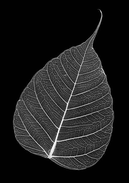 Nature, Leaf Skeleton Art, Bugs Collection, Leaves Skeleton, Zen Images, Meredith Woolnough, Banyan Leaf, Fractals In Nature, Skeleton Leaf