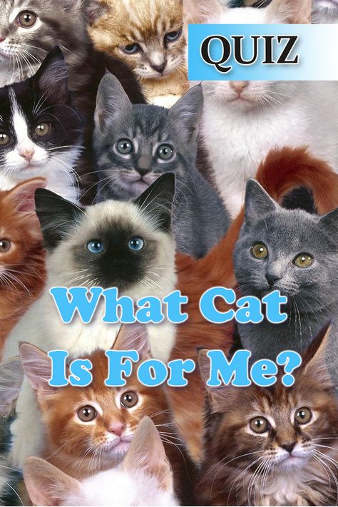 This quiz will reveal which cat breed is best for your personality. #quiz #cat #catquiz #quizzes What Cat Am I Quiz, Cat Personality Types, What Cat Are You, Unique Cat Breeds, Cat Types, Cutest Cat Breeds, Types Of Cats Breeds, Fluffy Cat Breeds, Best Cat Breeds