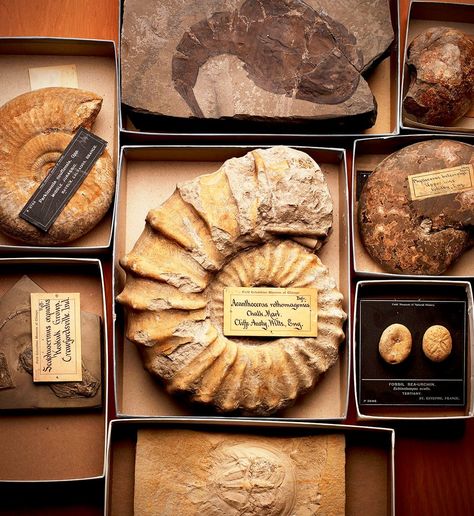 Fossil specimen which were part of the World's Columbian Exposition of 1893 in Chicago. Essen, Palaeontology Aesthetic, Paleocore Aesthetic, Fossil Aesthetic, Paleontology Aesthetic, Archaeologist Aesthetic, Archeology Aesthetic, Fossil Museum, Field Museum