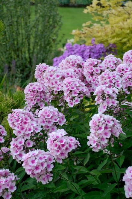 'Bright Eyes' Garden Phlox (Phlox paniculata ‘Bright Eyes’) Garden Care, Plants To Attract Hummingbirds, Flowers That Attract Hummingbirds, Phlox Paniculata, Hgtv Garden, Ground Cover Plants, Perennial Garden, Fragrant Flowers, Flowers Perennials