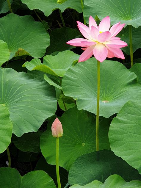 Lotus Lotus Leaf Park, #Lotus, #Park, #Leaf Nature, Lotus Leaf Photography, Lotus Leaf Drawing, Lotus Leaf Illustration, Lotus Leaf Painting, Lotus Flower Leaves, Lotus Flower Leaf, Lotus Landscape, Lotus Image