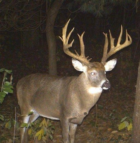 trail cam Nature, Whitetail Deer Pictures, Bow Hunting Deer, Whitetail Hunting, Whitetail Deer Hunting, Animal Hunting, Big Deer, Deer Hunting Tips, Quail Hunting