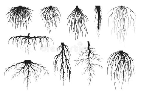 Croquis, Fibrous Root, Roots Illustration, Roots Drawing, Tree Roots Tattoo, Roots Tattoo, Mushroom Tattoos, Black Roots, Tree Sketches