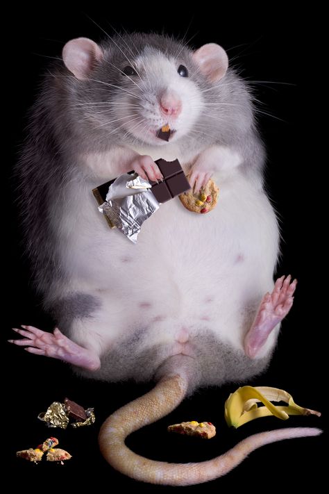 Really who doesn't want to get over like a fat rat? Hamsters, Söpö Kissa, Funny Rats, Fancy Rat, Cute Rats, Cute Hamsters, Pet Rats, Rodents, Animal Wallpaper