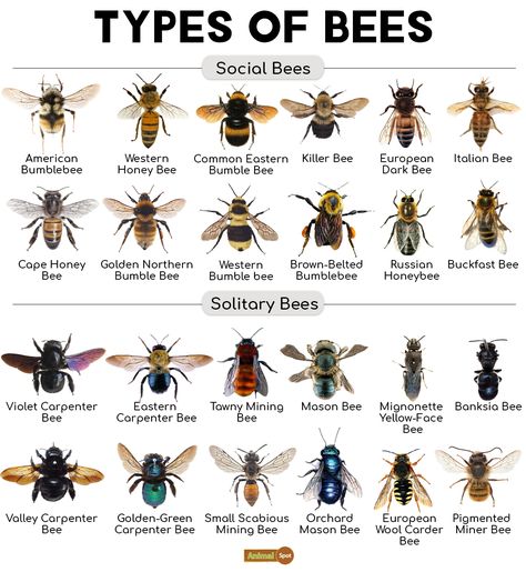 Tawny Mining Bee, Bee Identification, Different Types Of Bees, Pollinating Flowers, Bee Life Cycle, Bee Facts, Types Of Bees, Solitary Bees, Carpenter Bee