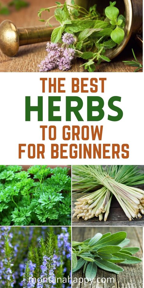 5 photos of fresh herbs - The best herbs to grow for beginners Best Herbs To Plant Together, What Herbs To Plant Together, Backyard Herb Garden Ideas, Herbs To Plant Together, Herb Garden Ideas Outdoor, Herbs For Beginners, Herb Garden Outdoor, Growing Herbs Outdoors, Backyard Decoration Ideas