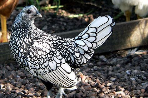 This is a Silver Sebrite, not a Brahma Keeping Chickens, Bantam Breeds, Bantam Chickens, Photo Animaliere, Beautiful Chickens, Chickens And Roosters, Chicken Breeds, Raising Chickens, Pretty Birds