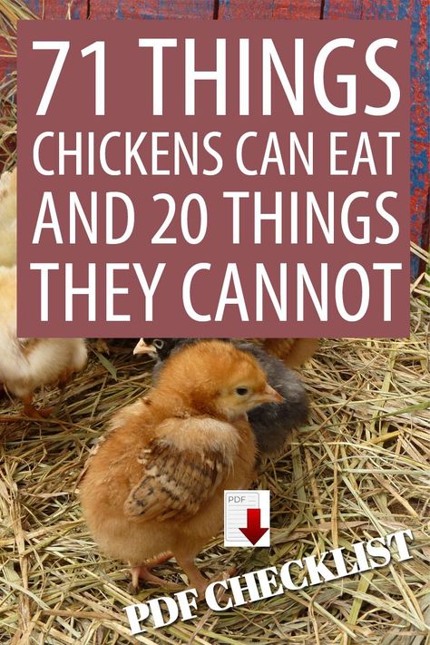 Easy Mobile Chicken Coop, Keeping Chickens Healthy, How To Feed Chickens, Food Chickens Can Eat, Necessities For Chicken Coop, Must Have Chicken Supplies, Spices For Chicken Feed, How To Keep Chickens Healthy, Fun Things For Chickens To Do