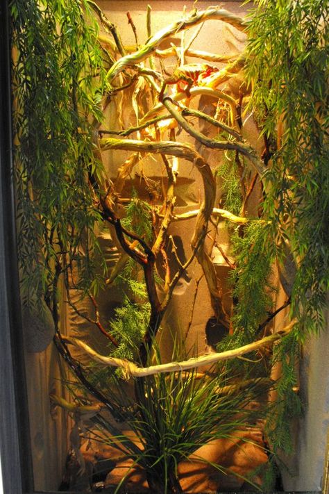 Chameleon enclosure Crested Gecko Vivarium, Chameleon Terrarium, Chameleon Enclosure, Chameleon Cage, Lizard Habitat, Jackson Chameleon, Diy Reptile, Chameleon Pet, Snake Enclosure