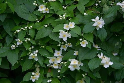 Fascinating Meaning and Symbolism of Jasmine Flower | Florgeous Pink Jasmine Flower, Symbolism Tattoo, Jasmine Tree, Plant Meanings, White Jasmine Flower, Tree Meanings, Jasmine You, Flower Tattoo Hand, Flower Meaning