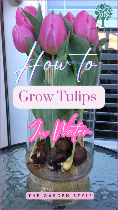 This pin shows a large vase full of tulips growing in water. Tulip bulbs are full of roots growing inside the water. The text of this pin invites you to learn How To Grow Tulips in Water by reading a gardening guide in the website The Garden Style.com.. This pin contains a link to the gardening guide. Bulb Vase Ideas, Tulips In Water Vase, Grow Tulips In Vase, Grow Bulbs In Water, Forcing Bulbs In Water, Growing Tulips In Water, Forcing Tulip Bulbs Indoors, Growing Bulbs In Water Glass Vase, Tulip Bulbs In Water