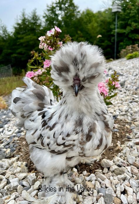 Blue black splash satin silkie chicken Draw Chicken, Casserole Recipes Chicken, Serama Chicken, Aesthetic Chicken, Sketches Nature, Chicken Aesthetic, Backyard Aesthetic, Abandoned Farmhouse, Fluffy Chicken