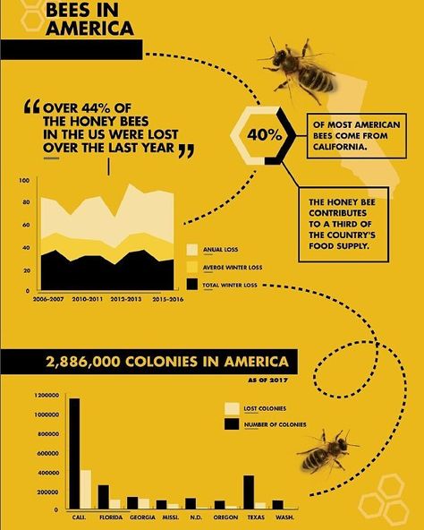 Bees In America An infographic design about the statistic and decline of bees throughout time.  #bees #savethebees #yellow #animals #honey #graphic #design #graph #information #informationdesign #infographic #futura #blackandyellow #type #enviorment #poster #important #designbyme #designporn #charts #american #california #honeybee #decline #population Logos, Honey Infographic, Yellow Infographic, Statistics Infographic, Honey Graphic, Data Visualization Infographic, Information Visualization, Yellow Animals, Graphic Design Infographic