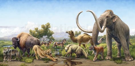 Pleistocene megafauna lineup illustration featuring Columbian Mammoth, the Sabertoothed cat Smilodon, Yesterday's Camel Camelops, Shasta ground sloth, Scott's Horse, Bison antiquus, and Dire Wolf (since reclassified). Pleistocene Megafauna, American Lion, Animal Infographic, Ground Sloth, Prehistoric World, Dire Wolf, Paleo Art, Extinct Animals, Jurassic Park World