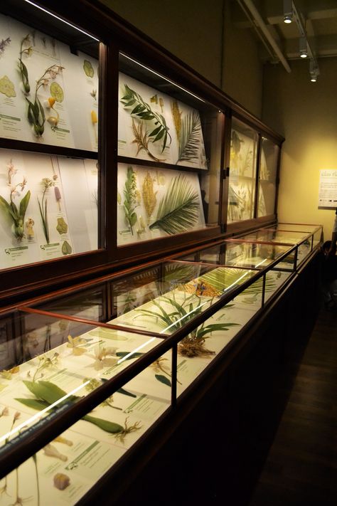 Nature Museum Architecture, Harvard Museum Of Natural History, Nature Museum Exhibition, Nature Science Aesthetic, Nature Exhibition Design, Nature Center Architecture, History Museum Design, Natural History Museum Aesthetic, Science Museum Aesthetic