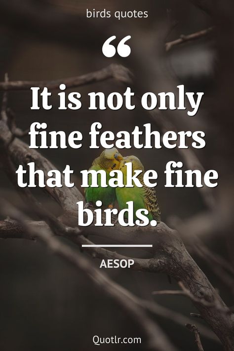 Nature, Fly Like A Bird Quotes Inspiration, Realistic Angry Birds, Quotes About Birds Flying, Bird Quotes Inspirational Short, Free As A Bird Quotes, Free Bird Quotes, Quotes About Birds, Aesop Quotes