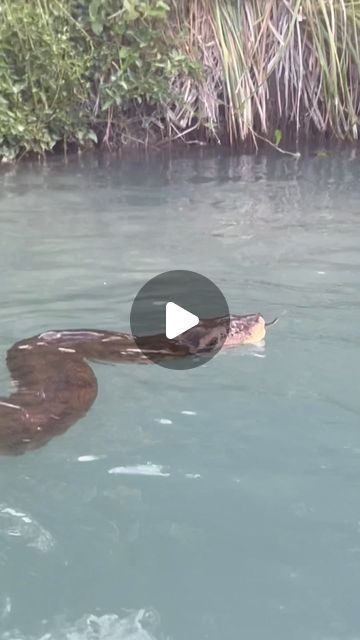 Pantanal, Pretty Snakes Beautiful, Anaconda Attack, Big Snakes, Giant Anaconda, Wild Life Videos, Anaconda Snake, Green Anaconda, Pretty Snakes