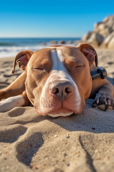Tranquil Pitbull resting on vibrant beach scene, sun warming its muscular body near sea. Cute Pitbulls Aesthetic, Pitbulls Aesthetic, Pitbull Photography, Pitbull Wallpaper, Beautiful Pitbulls, Pitbull Aesthetic, Cute Pitbulls, Beach Dogs, Wrinkly Dog