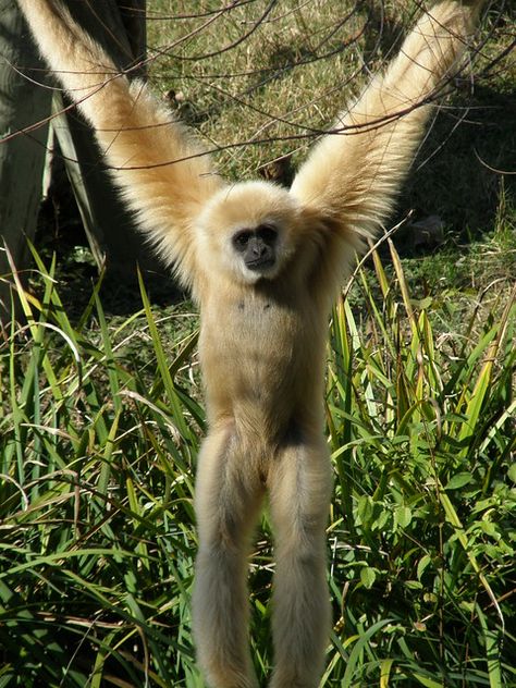 Gibbon at Waco Zoo | Jim Bowen | Flickr Funny Dog Pictures, Different Kinds Of Monkeys, Animals Monkey, Types Of Monkeys, Monkey Monkey, Pet Monkey, Great Ape, Funny Cats And Dogs, Animal Facts