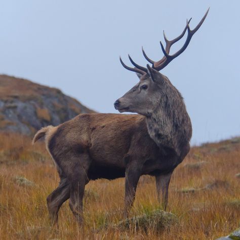 Nature, Deer Profile Picture, Deer Side Profile, Stag Aesthetic, Stag Photography, Deer Profile, Animals With Antlers, Deer Reference, Scottish Animals