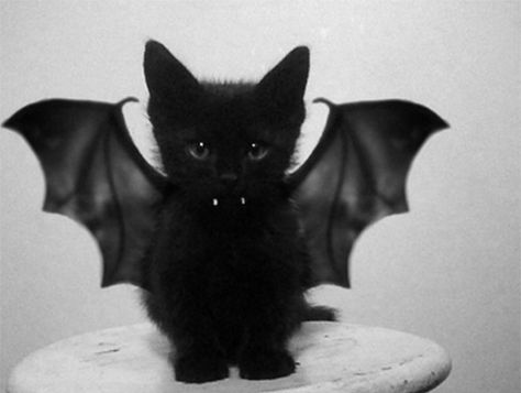 Black cat bat...I think I know a cat that needs this outfit @Lydia Fiedler...what do you think? Cutest Animals, Haiwan Comel, Vampire Cat, Söt Katt, Cele Mai Drăguțe Animale, Koci Humor, Siamese Kittens, Photo Chat, Pet Costumes