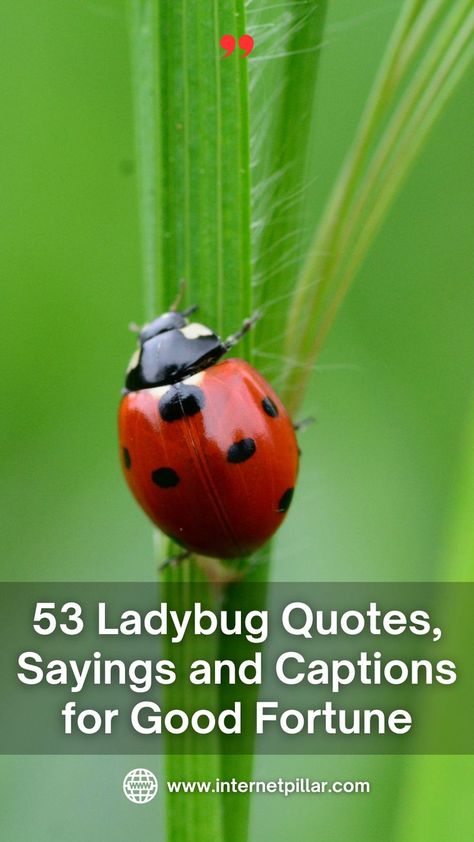 53 Ladybug Quotes, Sayings and Captions for Good Fortune - Quotes about Ladybug - life quotes, lovely quotes, beautiful quotes, nature quotes, animal quotes Nature, Ladybug Sayings, Ladybug Poem, Ladybug Meaning, Fortune Quotes, Ladybug Quotes, Ladybug Rocks, Quotes Nature, Lady Beetle