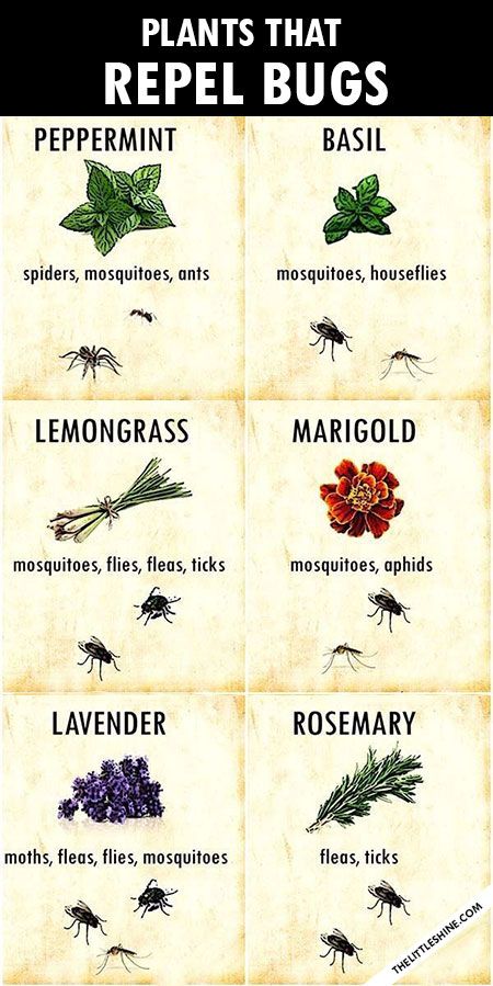 Insect Repellent Plants, Easy Gardening Hacks, Plants That Repel Bugs, Keep Bugs Away, Tanaman Indoor, Dry Frizzy Hair, Natural Bug Repellent, Mosquito Repelling Plants, Baby Sleep Schedule