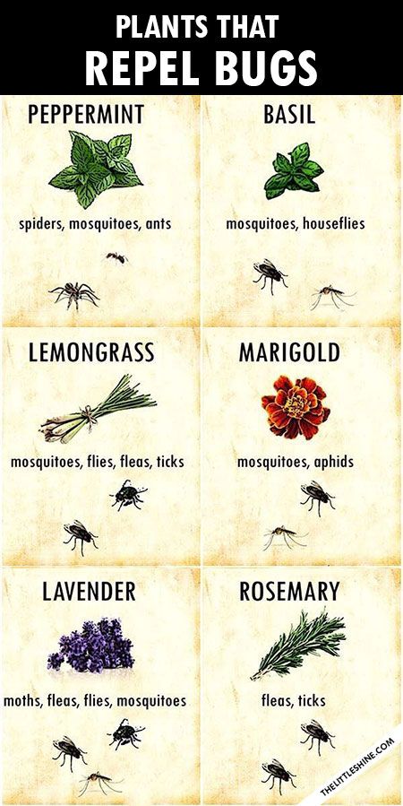 Insect Repellent Plants, Easy Gardening Hacks, Plants That Repel Bugs, Keep Bugs Away, Dry Frizzy Hair, Tanaman Indoor, Natural Bug Repellent, Mosquito Repelling Plants, Baby Sleep Schedule