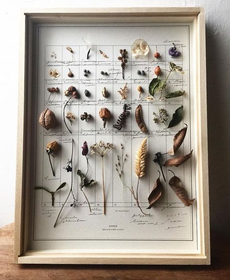 Plant Specimen Art, Herbarium Aesthetic, Nature Cabinet, Naturalist Decor, Specimen Display, Deco Nature, Crafts Decor, Nature Collection, Arte Floral