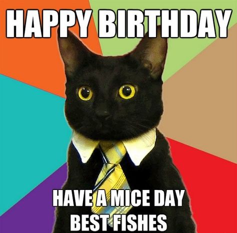 Funny Happy Birthday Meme Cat Business Cat Meme, The Bloodhound Gang, Business Cat, Koci Humor, Meme Gato, Rage Comics, Bd Comics, Humor Grafico, Clipuri Video