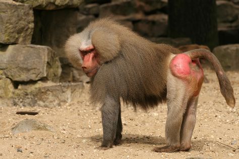 Baboons are the world’s largest monkeys. They have distinctive faces and butts. Cheetahs, Baboon, Monkey World, Mandrill, Horse Dressage, Mother Milk, African Wildlife, The Donkey, Tropical Forest