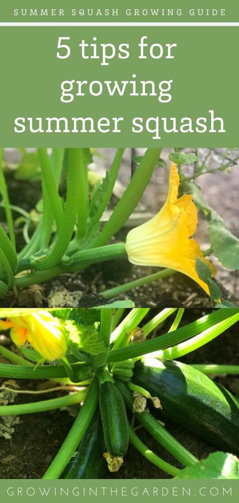 Growing Summer Squash, Grow Squash Vertically, Squash Companion Plants, Squash Growing, How To Make Squash, Growing Squash, Squash Plant, Summer Tips, Squash Seeds