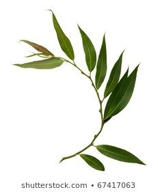 Willow Botanical Illustration, Branches Reference, Willow Branch Tattoo, Leaf Reference, Foliage Photography, Leaves In The Wind, Willow Leaves, Branch With Leaves, Branch Leaves