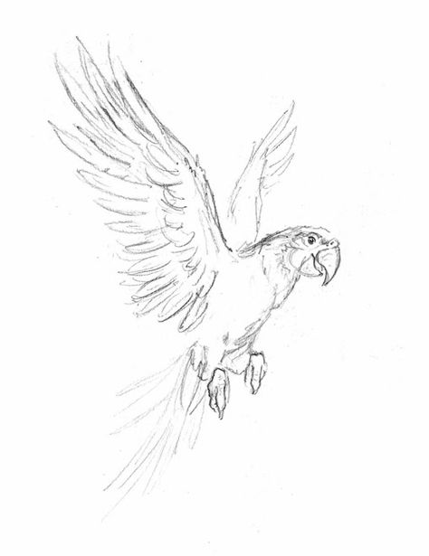 Flying Parrot Painting, Sketch Of Birds Flying, Drawings Of Birds Sketches, Parrot Drawing Reference, Parrot Sketch Pencil, Animal Scetch Drawings, Flying Parrot Drawing, Flying Animals Drawing, Parrot Drawing Pencil