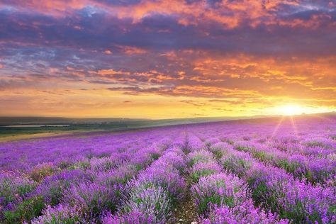 Meadow of lavender landscape nature… by djgis on @creativemarket Nature, Watercolor Reference Photo Landscape, Flower Landscape Photography, Landscape Photos Nature, Colorful Landscape Photography, Meadow Sunset, Lavender Landscape, Sunset Meadow, Meadow Photography