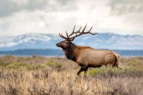 Nature, Photos Of Elk, Bull Elk Photography, Bull Elk Tattoo, Elk Aesthetic, Deer Anatomy, Western Animals, Elk Drawing, Elk Portrait