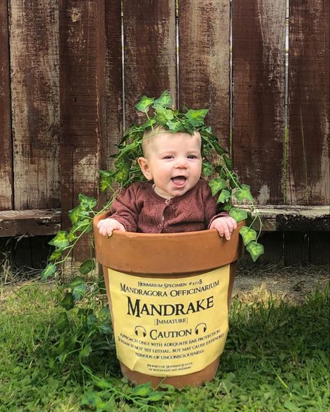 Newborn Pictures, Harry Potter Newborn Pictures, Mandrake Harry Potter, Harry Potter Newborn, Creative Newborn Photography, Newborn Photography Ideas, Newborn Photo Shoot, Newborn Photoshoot, Newborn Photo