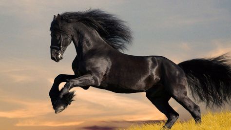 Friesian Horse Wallpapers - Wallpaper Cave Limassol, Black Horses, Friesian Horse, Croquis, Horse Background, Horse Canvas, Horse Facts, Horse Wallpaper, Running Horses