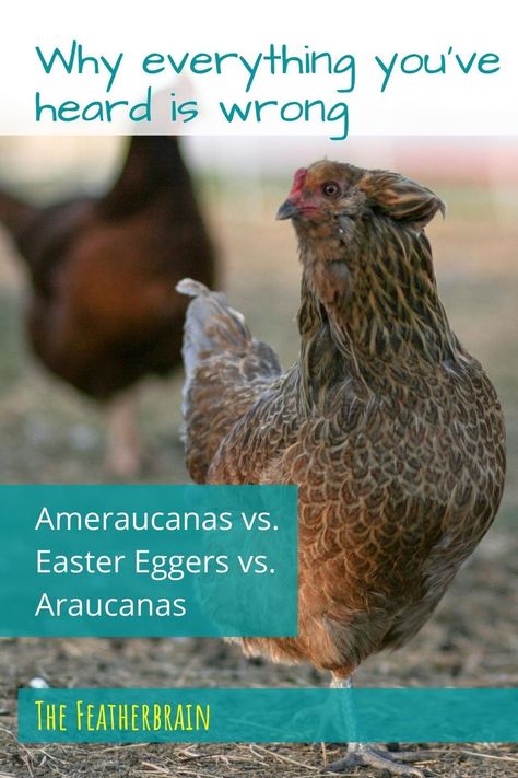 Find out the REAL difference between Ameraucana, Easter Egger, and Araucana chickens - and why nobody gets this right. Easter Egger Rooster, Auracana Chicken, Americana Chickens Hens, Americauna Chickens, Americana Chickens, Araucana Chickens, Australorp Chicken, Ameraucana Chicken, Chicken Enclosure