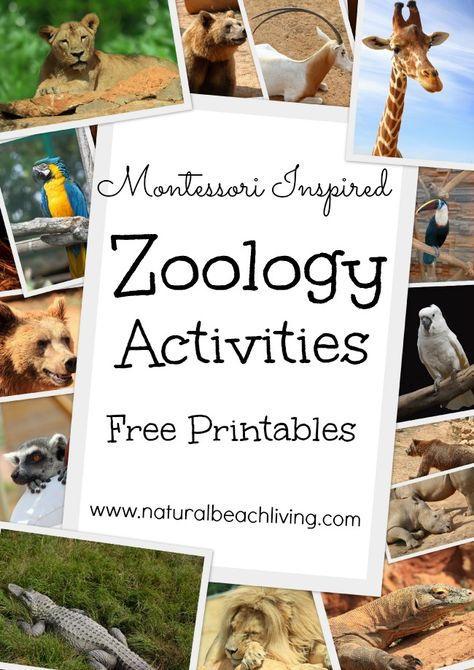 Montessori inspired zoology, animals, free printables, 12 months of Montessori Learning activities, ideas, printables,giveaways & more. Natural Beach Living Mammal Activities For Preschool, Montessori Science Activities, Montessori Zoology, Habitat Activities, Montessori Work, Zoo Activities, Montessori Science, Animal Activities For Kids, Montessori Printables
