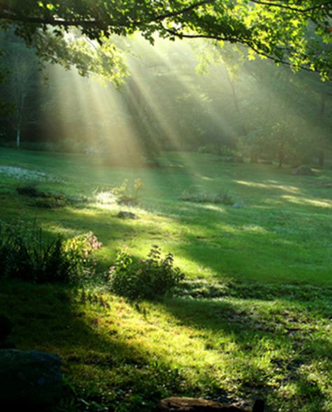 Forest Clearing - back yard beauty Belle Nature, Sun Shining, Alam Yang Indah, Blue Mountain, In The Woods, Belle Photo, Nature Beauty, Beautiful World, Beautiful Landscapes