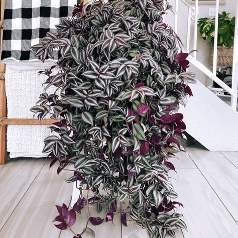 How To Grow and Care for Tradescantia Large House Plants Indoor, Indoor Palm Plants, Indoor Hanging Baskets, Common House Plants, Indoor Palms, Dracaena Plant, Air Purifying House Plants, Calathea Plant, Christmas Plants