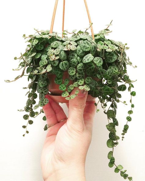 Best Indoor Hanging Plants, Hanging Indoor Plants, Heart Leaf Philodendron, Hanging Plants Indoor, Hanging Succulents, Green Bubble, Trailing Plants, Indoor Flowers, Green Gems