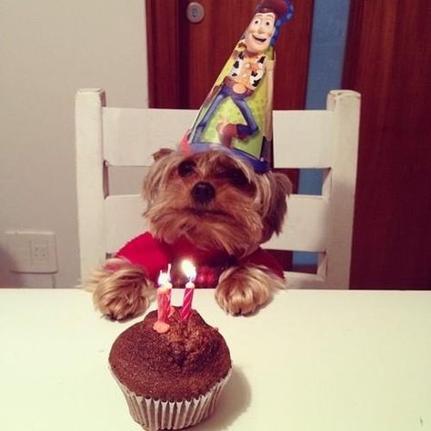 Cele Mai Drăguțe Animale, Yorkie Moms, Dog Party, Birthday Hat, Happy B Day, Cutest Thing Ever, Dog Birthday, Happy Birthday Me, Little Dogs