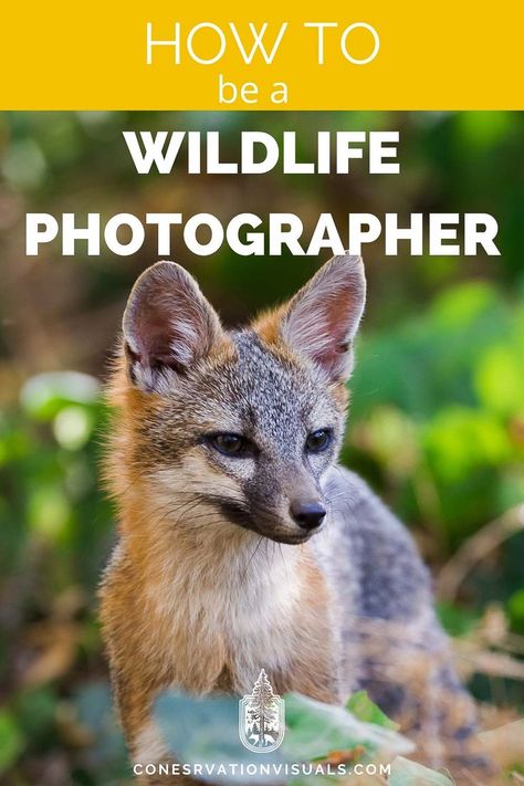 Photography Basics, Photography 101, Nature, Wildlife Photography Tips, Photography Hobby, Photography Settings, Nature Photography Tips, Wildlife Photographer, Hobby Photography