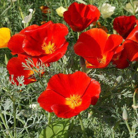 Bonito, Poppy Flower Seeds, Red Chief, Seeds Color, Wildflower Garden, Poppy Red, California Poppy, Time Zone, Red Poppy