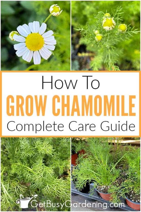 How To Harvest Camomille, Harvesting Camomille, How To Plant Chamomile Seeds, How To Use Chamomile Plant, How To Harvest Chamomile, Growing Chamomile From Seed, How To Grow Camomile, Roman Chamomile Plant, Chamomile Plant Care