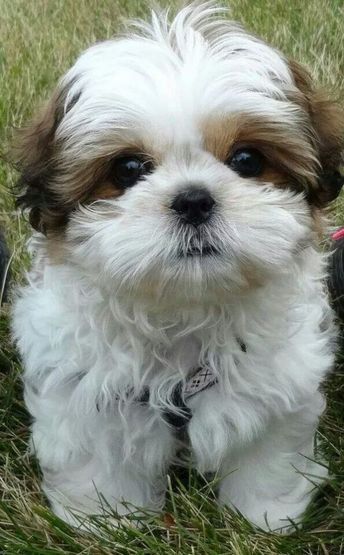 Perro Shih Tzu, Chien Shih Tzu, Shitzu Dogs, Shitzu Puppies, Rare Dogs, Shih Tzu Puppies, Very Cute Puppies, Really Cute Dogs