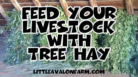 Permaculture, Tree Hay, Cow Tree, Frontier Living, Katahdin Sheep, Pasture Management, How To Make Trees, Farm Hacks, Homesteading Animals